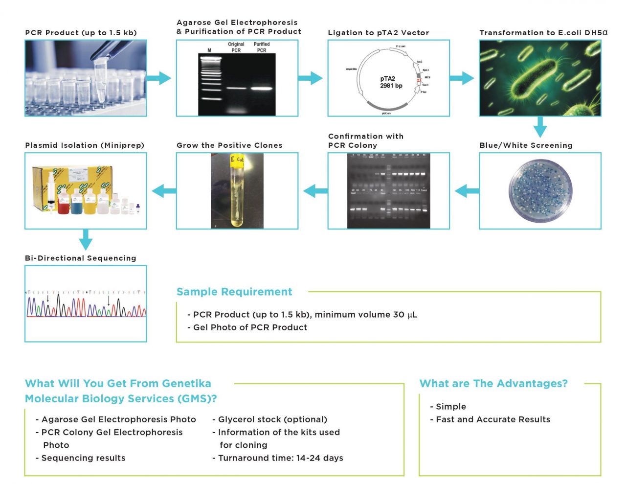 PCR Product Cloning Services – Genetika Science