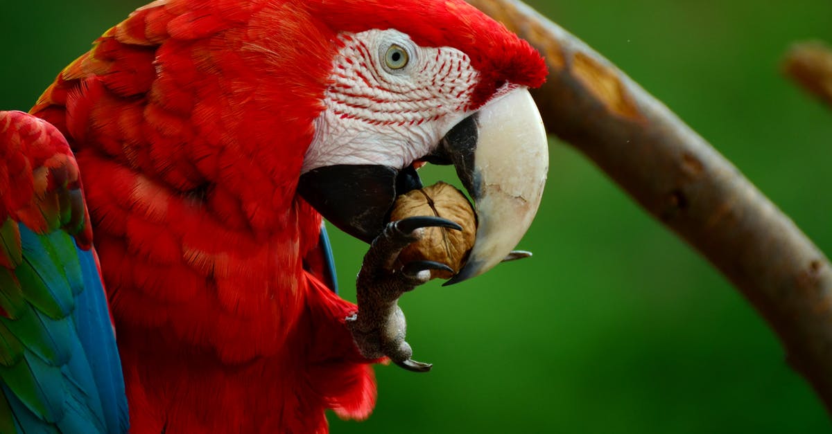 100 Burung dengan Warna Tercantik di Dunia - Scarlet Macaw