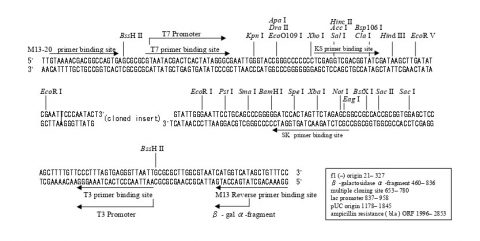 PCR Product Cloning Services – Genetika Science