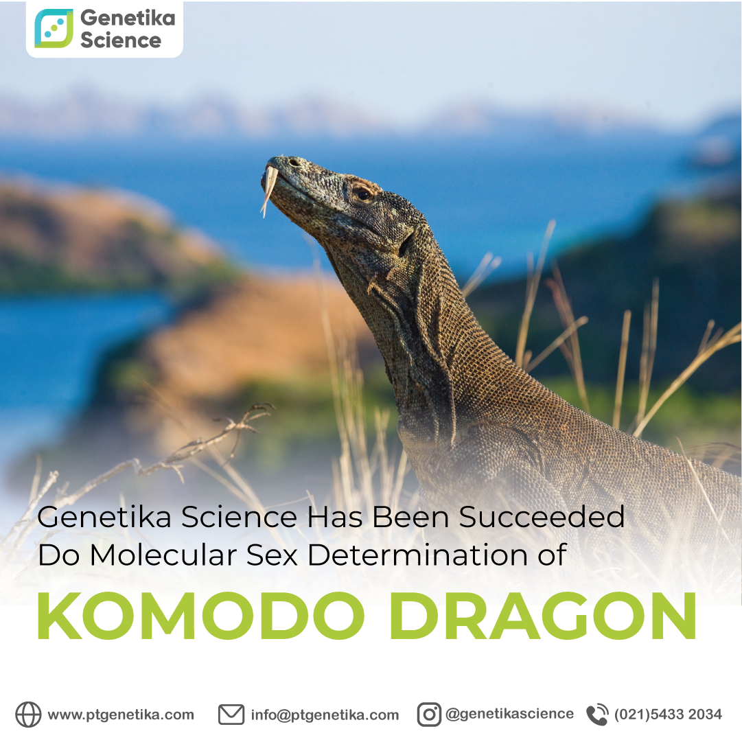 Komod-Dragon-Molecular-sexing-genetika-science-