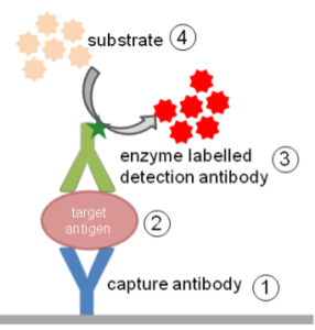 ELISA: Mengenal Berbagai Metode & Jenis – Genetika Science